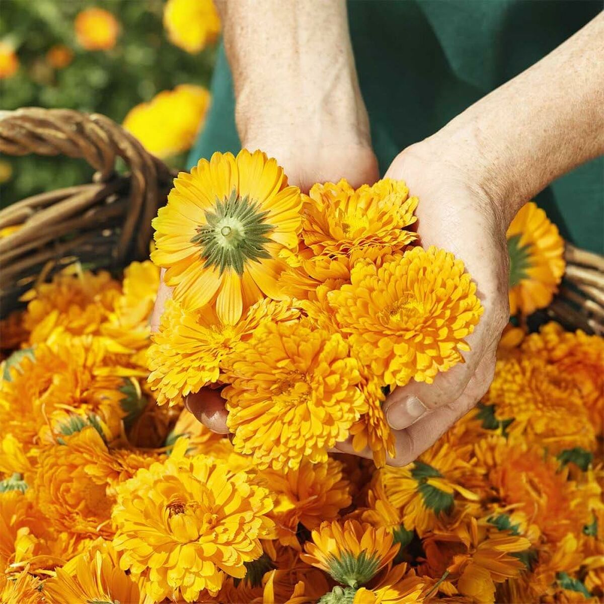 Saugantis vystymo losjonas Weleda Baby Calendula 75 ml
